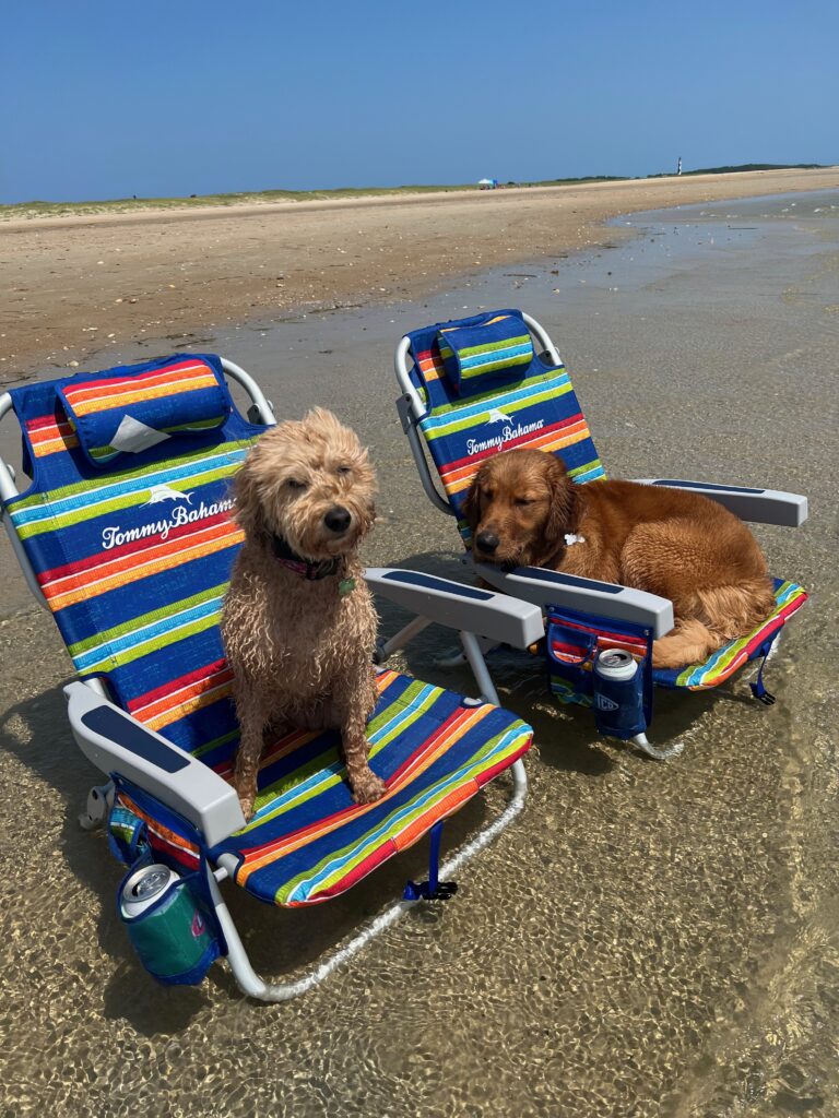 Our Mini Goldendoodle Lexie and Golden Retriever Banks, chilling in beach chairs along the waters edge.